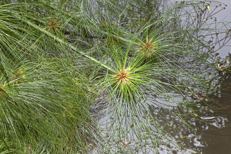 Papyrus Plant Growing in the Water at the Kanapaha Botanical Gardens