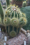 Parodia warasii