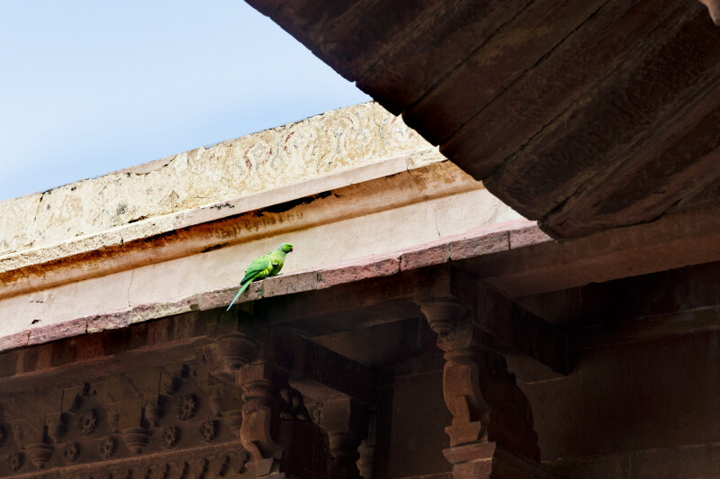 Parrots at Jodha Bai's Palace