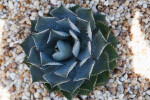 Parry's Agave