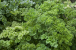 Parsley at the Fruit and Spice Park