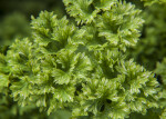 Parsley Leaves