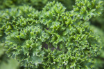 Parsley Leaves Close-Up