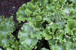 Parsley Leopard Plant at the Kanapaha Botanical Gardens