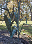 Part of a Bronze Sculpture Showing a Close-Up of Corn Stalks
