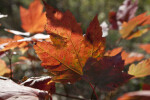 Partially Shaded Maple Leaf