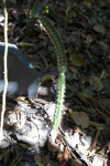 Partially Sunlit Barbed-Wire Cactus