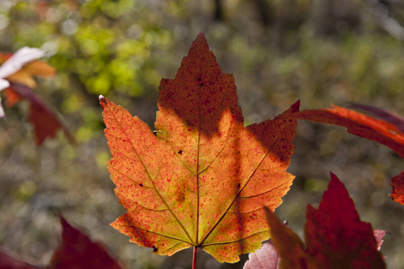 Partially Sunlit Maple Leaf