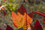 Partially Sunlit Maple Leaf