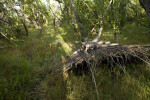 Partly Uprooted Tree