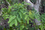 Partridge Pea Leaves