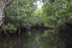 Passage Through Halfway Creek in Everglades National Park that Runs Between Mangroves