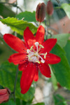 Passiflora "Irene"