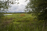 Pasture Restored to Wetland