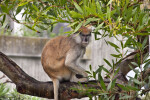 Patas Monkey on Tree Branch