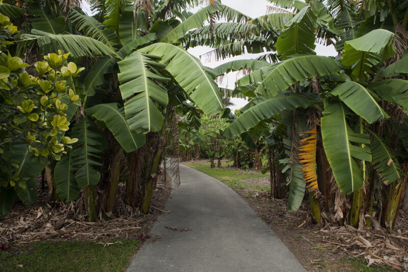 Path at Fruit and Spice Park