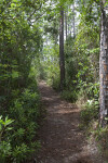 Path at Long Pine Key of Everglades National Park