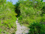 Path at Mound Key