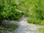 Path at Mound Key State Park