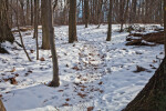 Path in the Snow