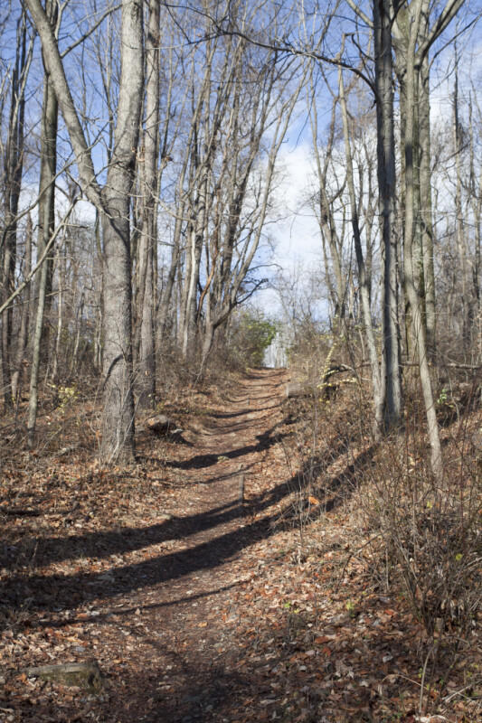 Path Leading Through Bare Trees