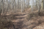 Path Leading Through Many Bare Trees at Boyce Park