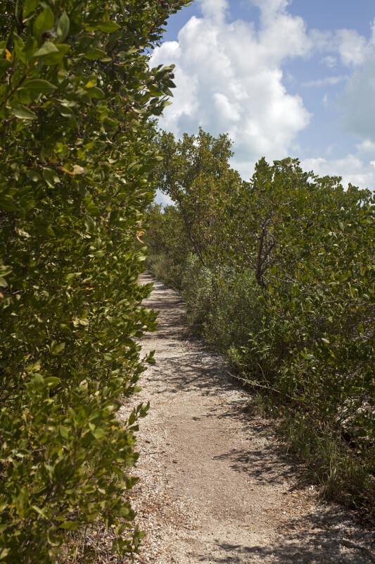 Path Leading Through Shrubs and Small Trees at Biscayne National Park
