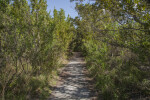 Path Leading Through Tall Shrubs