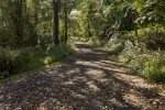 Path Leading Through Trees and Shrubs at Boyce Park