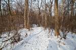 Path Through Trees