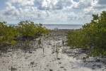 Path to the Atlantic Ocean Leading Through Black Mangroves