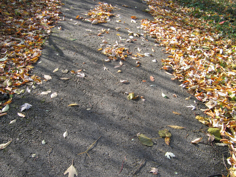 Pathway with Fallen Autumn Leaves