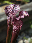 Patterned Pitcher Plant