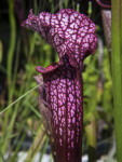 Patterned Purple Pitcher Plant