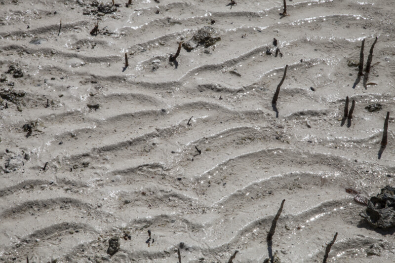 Patterned, Wet Sand at Biscayne National Park