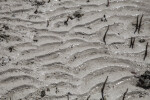 Patterned, Wet Sand at Biscayne National Park