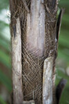 Paurotis Palm Bark