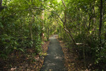 Paved Section of the Gumbo Limbo Trail