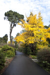 Paved Trail Through Trees and Shrubs