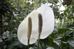 Peace Lily