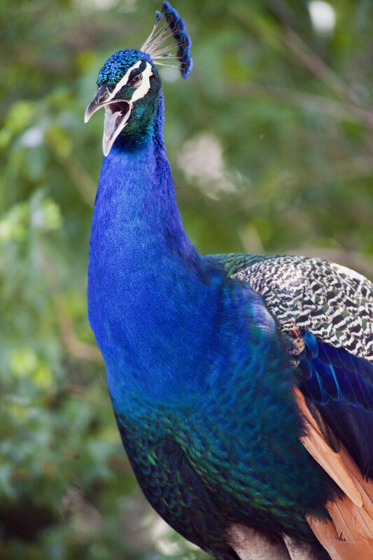 Peacock Calling