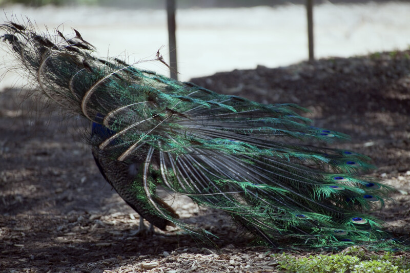 Peacock from Behind
