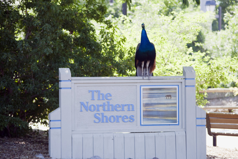 Peacock on Northern Shores Sign