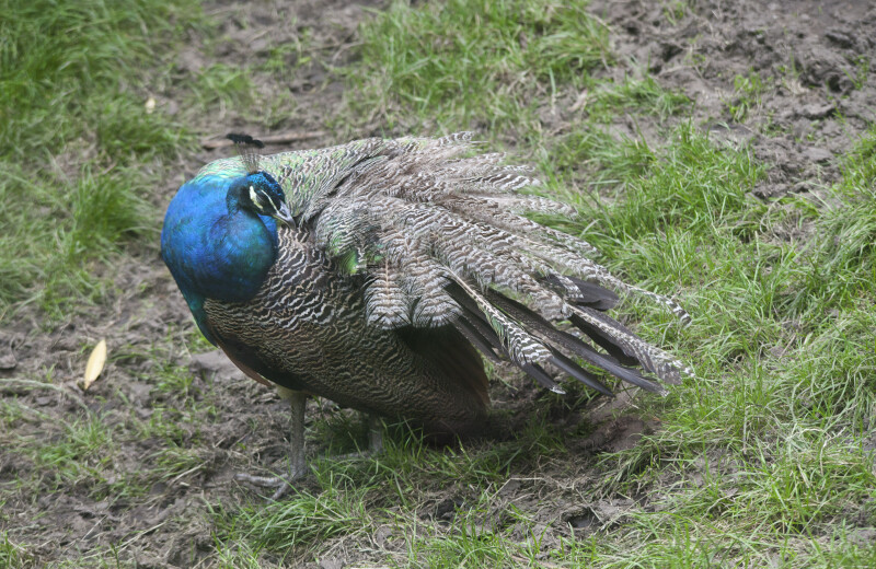 Peacock Standing in Dirt and Grass at the Artis Royal Zoo