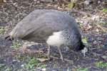 Peahen