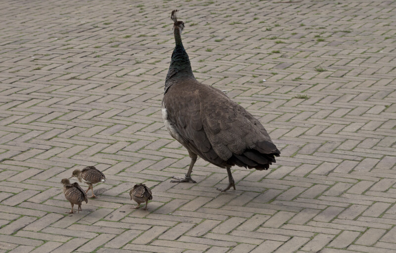 Peahen with Chicks