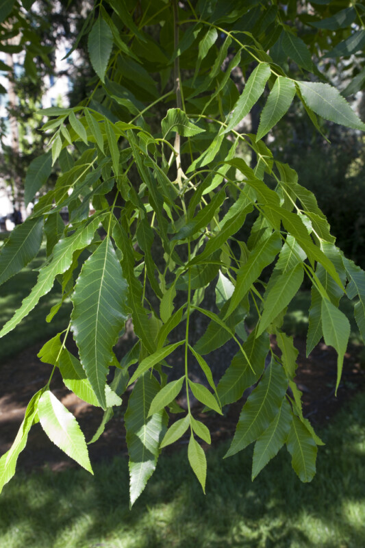 Pecan Tree Branch