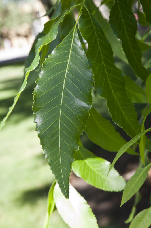 Pecan Tree Leaf Close-Up