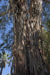 Peeling Bark of a Giant Gum's Trunk