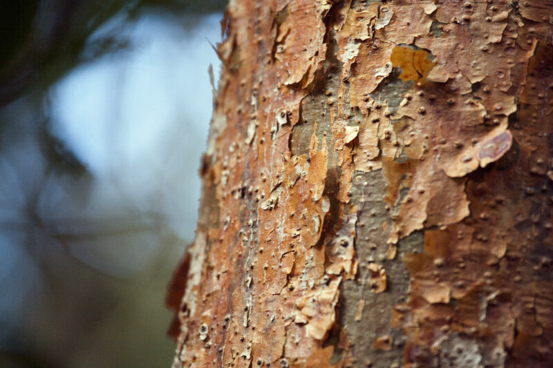 Peeling Bark of Gumbo-Limbo Tree